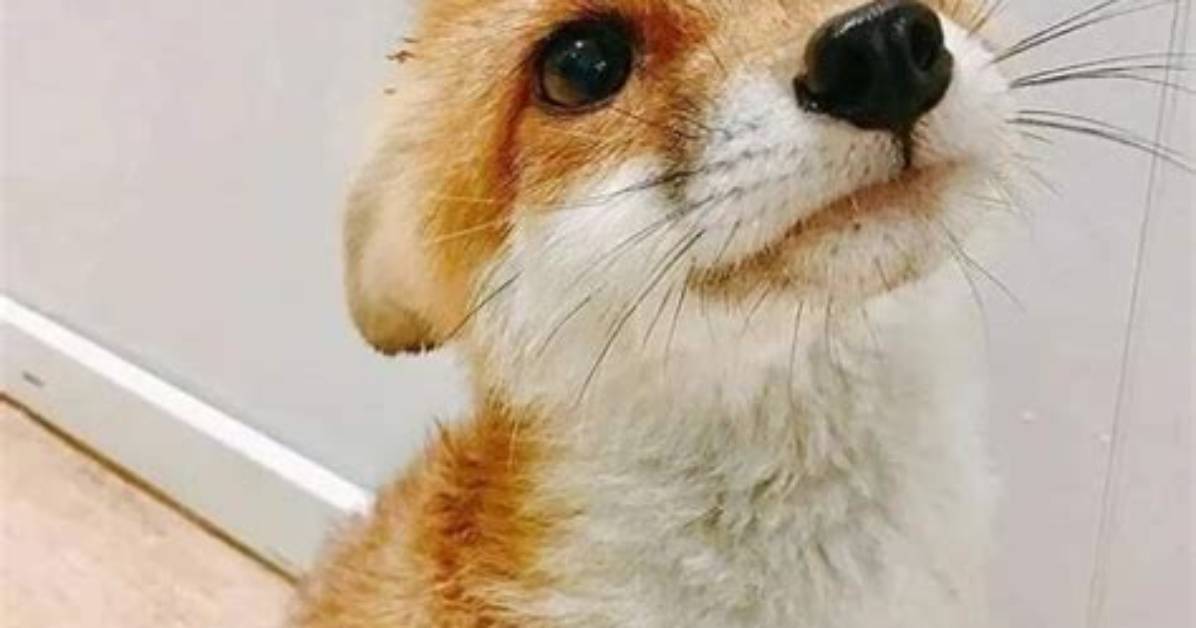 Adorable Foxes: Your Guide to the Cutest Creatures in the Wild