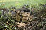 Are Rattlesnakes Protected in Mississippi?