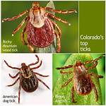 Are There Ticks at Yellowstone?