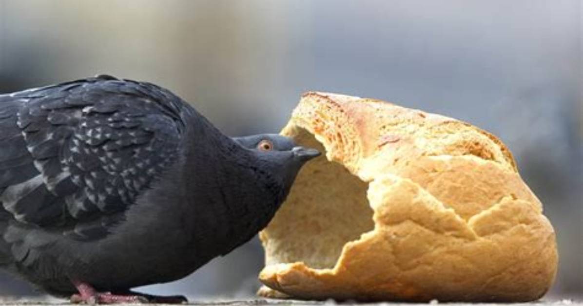 Can Pigeons Eat Bread? - Blogsia