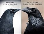 Crow vs Raven Beak: Unraveling the Mysteries of These Intelligent Birds