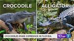 Discover the Presence of Crocodiles on Florida's Coastal Shores