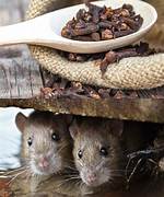 Discover the Secrets of Repelling Mice with Pine-Sol: Unexpected Insights Uncovered