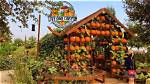 Discovering the Magic of Live Oak Pumpkin Patch: a Seasonal Delight
