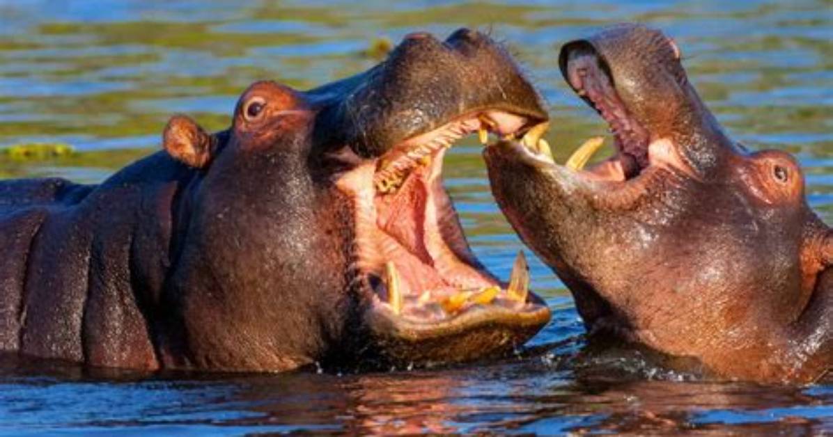 Do Hippos Really Attack Humans Without Provocation?
