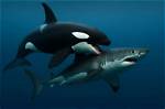 Do Orcas Prey on Great White Sharks?