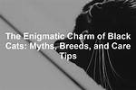 Exploring the Enigmatic Charm of Black Cats with Big Eyes