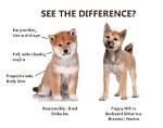 How Much Does a Shiba Inu Puppy Cost