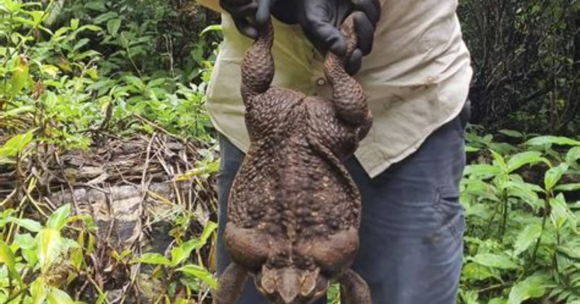 Nearly 6-Pound 'Toadzilla' Found in Australia Breaks the Record for Largest Toad