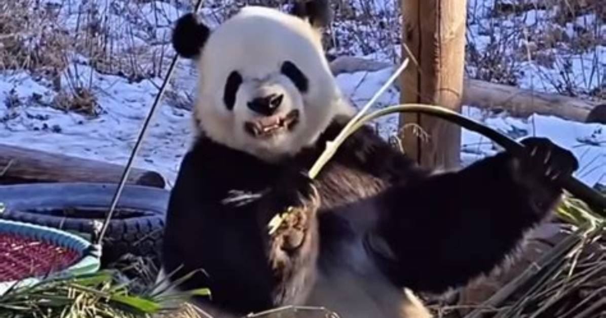 Panda's Playful Struggle: the Grimace of Breaking Bamboo