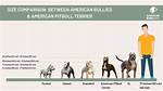 Pitbull Height: Understanding the Size and Build of This Beloved Breed
