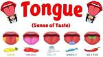 The Exquisite Journey of Taste: the Flavors Are Melting on My Tongue