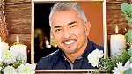 The Impact of the Dog Whisperer Tragedy: Lessons and Reflections