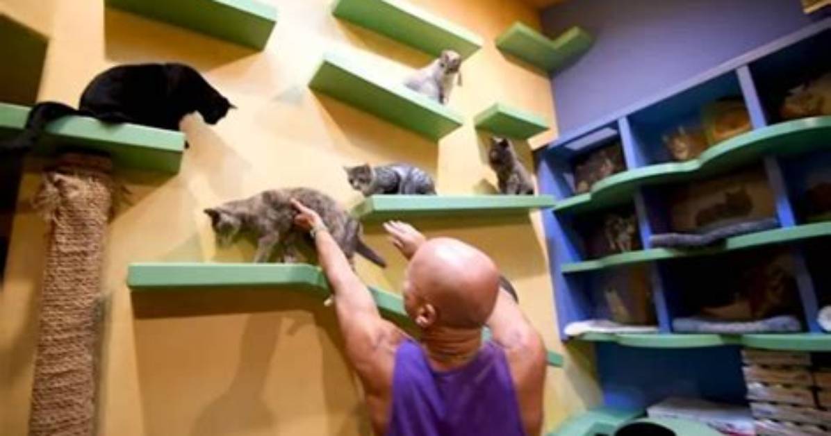 The Internet Is Mourning Tater Tot, a Tiny Beloved Kitten Who Was Found with Four Deformed Legs And