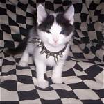 The Little Emo Kitten Onlyfans Leak and Its Impact