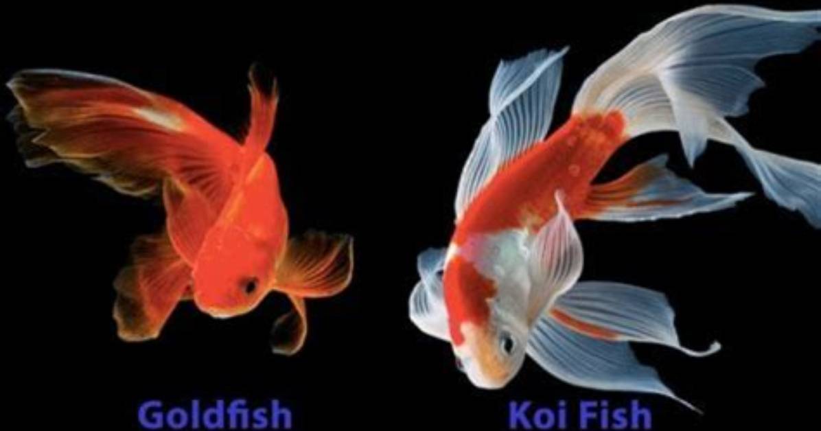 The Ultimate Guide to Coy Fish: Definition, Types, and More