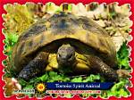 Tortoise Spirit Animal Totem Meaning: Support from Friends