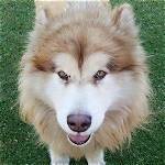 Tydus the Alaskan Malamute | Webblog