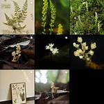 Uncover the Divine Botany: Plant Genera Inspired by Greek Goddesses