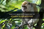 Uncover the Secrets of "Vato" Spanish Slang: a Linguistic Journey