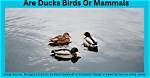 Uncover the Surprising Truth: Do Ducks Have Ears?