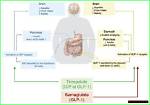Understanding Semaglutide and Its Use in Lupus Patients