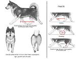 Understanding the Husky Body Type: Embracing Strength and Stamina