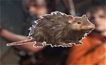 Unraveling the "Find the Word Rat" Enigma