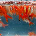Unraveling the Mysteries: Do Goldfish Eat Other Goldfish?