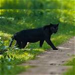 Unveiling the Mystery: Black Panther Spotted in Alabama