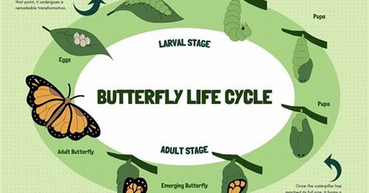 Unveiling the Truth Behind the "Ima Butterfly Fight Video Twitter the Talks" Phenomenon