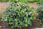 Which Miracle Grow for Blueberries? |